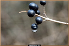 2014-01-15-04387