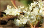 2014-11-13-09698 (128 visites) 2014-11-13-09698