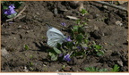 2019-04-09-30667