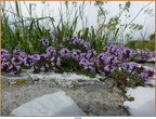 2019-07-10-00137