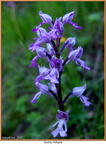 2020-06-23-f0123 (157 visites) Orchis militaire 2020-06-23-f0123