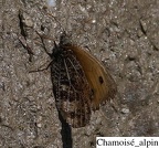 Chamoise alpin