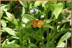 2015-05-13-01240 (208 visites) Panthère (Pseudopanthera macularia) 2015-05-13-01240