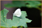 2015-07-23-02732 (271 visites) Meme les papillons recherche la fraicheur des alpages 2015-07-23-02732