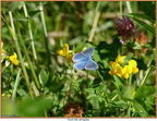 2020-08-25-20491 (219 visites) Azuré des astragales 2020-08-25-20491