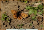 Papillons-2021